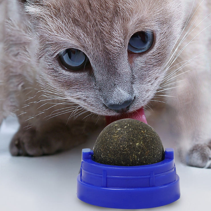 Traitement comestible de nettoyage des dents de chat