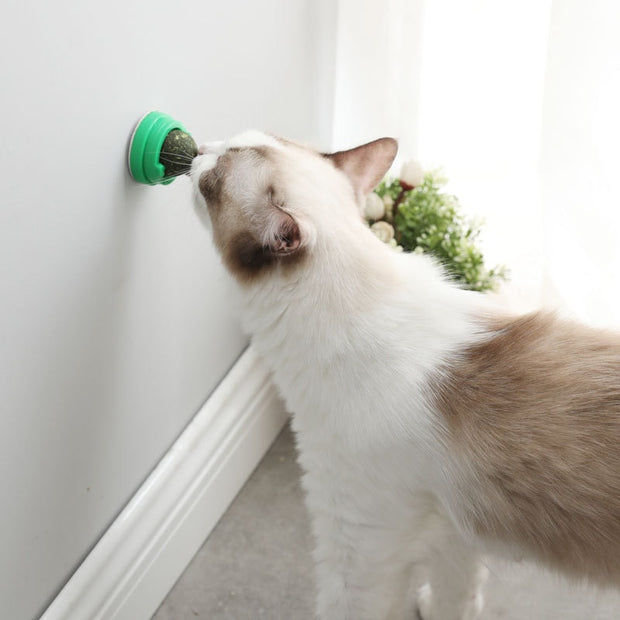 Traitement comestible de nettoyage des dents de chat